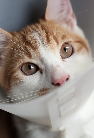 photo of a young ginger tomcat in a plastic Buster collar