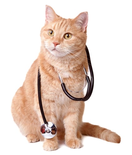 Cute red cat with stethoscope. Veterinary concept.