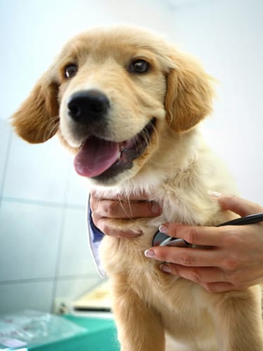 Closeup front view of Golden Retriver puppy being examined by unrecognizable female vet. The vet is using a stethoscope.