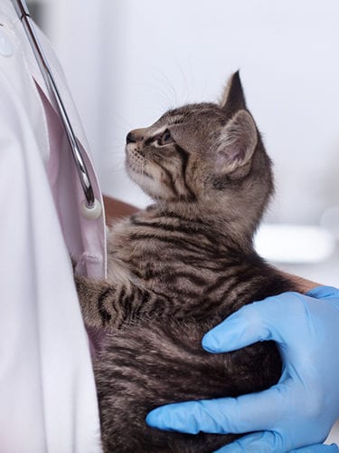 Veterinary healthcare professional woman building trust with a furry pacient - holding a small kitten in her arms