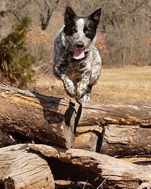 Texas Heeler dog leaping over a pile of logs towards the viewer